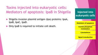 Class

Toxins injected into eukaryotic cells:
Acting on
Acting on the
Mediators of apoptosis: IpaB in Shigella
intracellular


cell surface

targets

Shigella invasion plasmid antigen (Ipa) proteins: IpaA,
Immune
IpaB, IpaC, IpaD. system
Protein synthesis
(Superantigens)

Only IpaB is required to initiate cell death.

Mediators of apoptosis

Surface molecules

Signal transduction

Inositol phosphate
metabolism

Cell membrane

Target



Injected into
eukaryotic cells

Cytoskeleton structure

Cytoskeleton

Large pore- forming toxins

Intracellular trafficking

Signal transduction

Small pore- forming toxins
RTX toxins
Membrane-perturbing
toxins

 