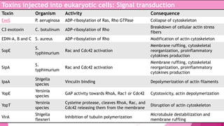 Toxins injected into eukaryotic cells: Signal transduction
Toxin

Organism

Activity

Consequence

ExoS

P. aeruginosa

ADP-ribosylation of Ras, Rho GTPase

Collapse of cytoskeleton

C3 exotoxin

C. botulinum

ADP-ribosylation of Rho

Breakdown of cellular actin stress
fibers

ADP-ribosylation of Rho

Modification of actin cytoskeleton

Rac and Cdc42 activation

Membrane ruffling, cytoskeletal
reorganization, proinflammatory
cytokines production

EDIN-A, B and C S. aureus
SopE

S.
typhimurium

SipA

S.
typhimurium

Rac and Cdc42 activation

Membrane ruffling, cytoskeletal
reorganization, proinflammatory
cytokines production

IpaA

Shigella
species

Vinculin binding

Depolymerization of actin filaments

YopE

Yersinia
species

GAP activity towards RhoA, Rac1 or Cdc42

Cytotoxicity, actin depolymerization

YopT

Yersinia
species

Cysteine protease, cleaves RhoA, Rac, and
Cdc42 releasing them from the membrane

Disruption of actin cytoskeleton

VirA

Shigella
flexneri

Inhibition of tubulin polymerization

Microtubule destabilization and
membrane ruffling

 