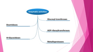 Enzymatic activities
Glucosyl-transferases
Deamidases
ADP-ribosyltransferases

N-Glycosidases
Metalloproteases

 