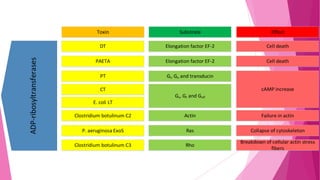 Substrate

Effect

DT

ADP-ribosyltransferases

Toxin

Elongation factor EF-2

Cell death

PAETA

Elongation factor EF-2

Cell death

PT

Gi, Go and transducin

cAMP increase

CT

Gs, Gt and Golf
E. coli LT
Clostridium botulinum C2

Actin

Failure in actin

P. aeruginosa ExoS

Ras

Collapse of cytoskeleton

Clostridium botulinum C3

Rho

Breakdown of cellular actin stress
fibers

 