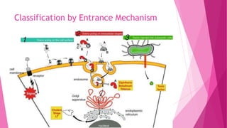 Classification by Entrance Mechanism

 