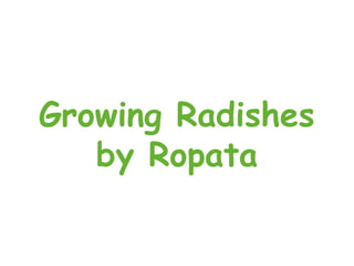 Growing Radishes by Ropata 