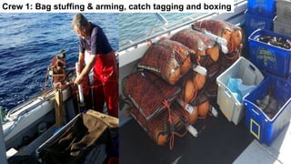 Crew 1: Bag stuffing & arming, catch tagging and boxing
 