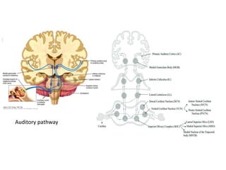 Auditory pathway
 