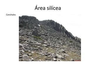 Área silícea
Canchales
 