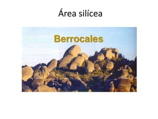 Área silícea
 