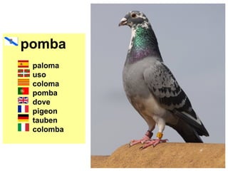 pomba
paloma
uso
coloma
pomba
dove
pigeon
tauben
colomba
 