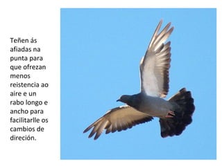 Teñen ás
afiadas na
punta para
que ofrezan
menos
reistencia ao
aire e un
rabo longo e
ancho para
facilitarlle os
cambios de
direción.
 