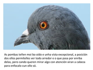As pombas teñen moi bo oído e unha vista excepcional, a posición
dos ollos permítelles ver todo arredor e o que pasa por enriba
delas, pero cando queren mirar algo con atención xiran a cabeza
para enfocalo cun ollo só.
 