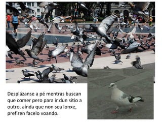 Desplázanse a pé mentras buscan
que comer pero para ir dun sitio a
outro, aínda que non sea lonxe,
prefiren facelo voando.
 