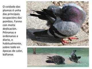 O coidado das
plumas é unha
das principais
ocupacións das
pombas. Fanno
con moita
dedicación.
Péinanas e
ordenanas a
diario, e
habitualmente,
sobre todo en
épocas de calor,
báñanse.
 