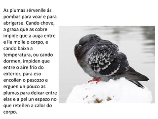 As plumas sérvenlle ás
pombas para voar e para
abrigarse. Cando chove,
a graxa que as cobre
impide que a auga entre
e lle molle o corpo, e
cando baixa a
temperatura, ou cando
dormen, impiden que
entre o aire frío do
exterior, para eso
encollen o pescozo e
erguen un pouco as
plumas para deixar entre
elas e a pel un espazo no
que reteñen a calor do
corpo.
 