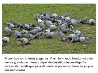 As pombas son animais gregarios. Viven formando bandos máis ou
menos grandes, o número depende dos sitios de que dispoñan
para aniñar, aínda que para alimentarse poden xuntarse en grupos
moi numerosos.
 
