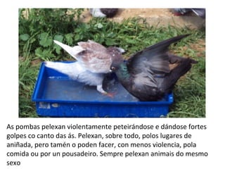 As pombas pelexan violentamente peteirándose e dándose fortes
golpes co canto das ás. Pelexan, sobre todo, polos lugares de
aniñada, pero tamén o poden facer, con menos violencia, pola
comida ou por un pousadeiro. Sempre pelexan animais do mesmo
sexo
 
