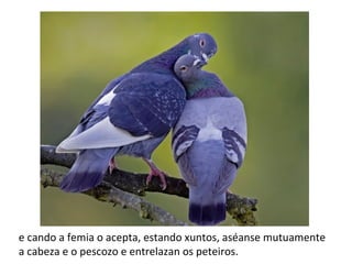 e cando a femia o acepta, estando xuntos, aséanse mutuamente
a cabeza e o pescozo e entrelazan os peteiros.
 