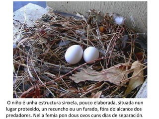 O niño é unha estructura sinxela, pouco elaborada, situada nun
lugar protexido, un recuncho ou un furado, fóra do alcance dos
predadores. Nel a femia pon dous ovos cuns dias de separación.
 