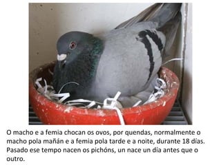 O macho e a femia chocan os ovos, por quendas, normalmente o
macho pola mañán e a femia pola tarde e a noite, durante 18 días.
Pasado ese tempo nacen os pichóns, un nace un día antes que o
outro.
 