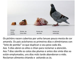 Os pichóns nacen cubertos por unha lanuxe pouco mesta de cor
amarela. Os pais acóchanos os primeiros días e aliméntanos con
“leite de pomba” co que duplican o seu peso cada día.
Aos 5 días abren os ollos e chían para reclamar a atención.
Aos 7 días sáenlle os cotos das plumas e antes dos vinte días xa
están emplumados, uns días máis tarde abandonan o nido.
Reclaman alimento chiando e axitando as ás.
Pichón
recén
nacido
Pichón de
Cinco días
Pichón de
dez días
Pichón de
vinte días
 