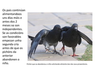 Os pais continúan
alimentandoos
uns días máis e
antes dos 2
meses xa son
independentes.
Se as condicións
son favorables
empezan unha
segunda cría
antes de que os
pichóns da
anterior
abandonen o
niño. Pichón que xa abandonou o niño solicitando alimento dun dos seus proxenitores.
 