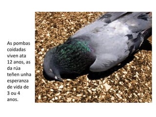 As pombas
coidadas
viven ata
12 anos, as
da rúa
teñen unha
esperanza
de vida de
3 ou 4
anos.
 
