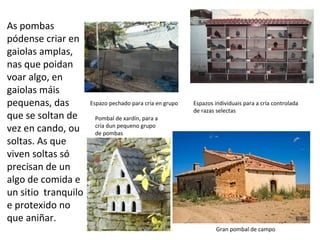 As pombas
pódense criar en
gaiolas amplas,
nas que poidan
voar algo, en
gaiolas máis
pequenas, das
que se soltan de
vez en cando, ou
soltas. As que
viven soltas só
precisan de un
algo de comida e
un sitio tranquilo
e protexido no
que aniñar.
Espazo pechado para cría en grupo Espazos individuais para a cría controlada
de razas selectas
Pombal de xardín, para a
cría dun pequeno grupo
de pombas
Gran pombal de campo
 