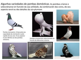 Algunhas variedades de pombas domésticas. As pombas críanse e
selecciónanse en función da súa utilidade, da combinación das cores, do seu
aspecto xeral ou dos detalles da súa plumaxe.
Pomba mensaxeira. Críase pola súa
capacidade de orientación e pola
rapidez do seu voo. O seu aspecto
é case idéntico ao das pombas
silvestres.
Pombas ornamentais seleccionadas en
función de diferentes criterios.
 