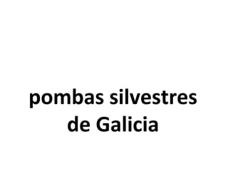 pombas silvestres
de Galicia
 