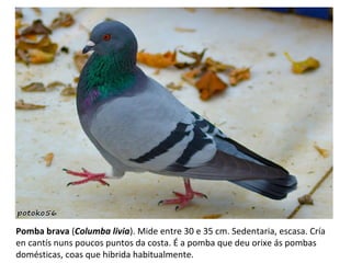 Pomba brava (Columba livia). Mide entre 30 e 35 cm. Sedentaria, escasa. Cría
en cantís nuns poucos puntos da costa. É a pomba que deu orixe ás pombas
domésticas, coas que hibrida habitualmente.
 