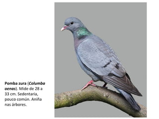 Pomba zura (Columba
oenas). Mide de 28 a
33 cm. Sedentaria,
pouco común. Aniña
nas árbores.
 