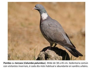 Pombo ou torcaza (Columba palumbus). Mide de 38 a 45 cm. Sedentaria común
con visitantes invernais, é cada día máis habitual e abundante en xardíns urbáns.
 