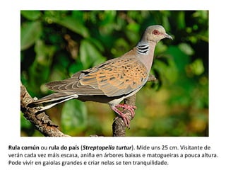 Rula común ou rula do país (Streptopelia turtur). Mide uns 25 cm. Visitante de
verán cada vez máis escasa, aniña en árbores baixas e matogueiras a pouca altura.
Pode vivir en gaiolas grandes e criar nelas se ten tranquilidade.
 