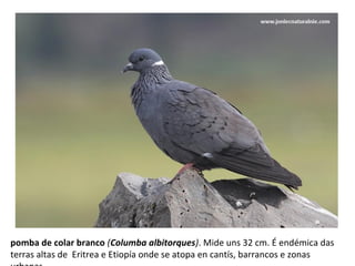 pomba de colar branco (Columba albitorques). Mide uns 32 cm. É endémica das
terras altas de Eritrea e Etiopía onde se atopa en cantís, barrancos e zonas
 