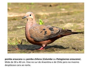 pomba araucana ou pomba chilena (Columba ou Patagioenas araucana).
Mide de 30 a 40 cm. Vive no sur de Arxentina e de Chile pero no inverno
desplázase cara ao norte.
 