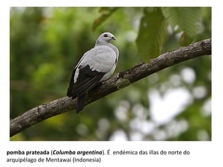 pomba prateada (Columba argentina). É endémica das illas do norte do
arquipélago de Mentawai (Indonesia)
 