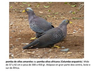 pomba de ollos amarelos ou pomba oliva africana (Columba arquatrix). Mide
de 37 a 42 cm e pesa de 300 a 450 gr. Atópase en gran parte deo centro, leste e
sur de África.
 