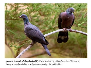 pomba turqué (Columba bollii). É endémica das illas Canarias. Vive nos
bosques da laurisilva e atópase en perigo de extinción.
 