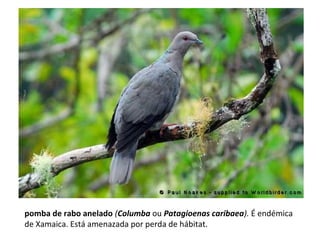 pomba de rabo anelado (Columba ou Patagioenas caribaea). É endémica
de Xamaica. Está amenazada por perda de hábitat.
 