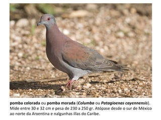 pomba colorada ou pomba morada (Columba ou Patagioenas cayennensis).
Mide entre 30 e 32 cm e pesa de 230 a 250 gr. Atópase desde o sur de México
ao norte da Arxentina e nalgunhas illas do Caribe.
 
