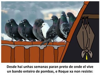 Desde hai unhas semanas paran preto de onde el vive
un bando enteiro de pombas, e Roque xa non resiste:
 