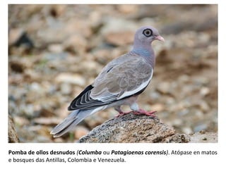 Pomba de ollos desnudos (Columba ou Patagioenas corensis). Atópase en matos
e bosques das Antillas, Colombia e Venezuela.
 