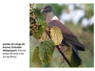pomba de caluga de
bronce (Columba
delegorguei). Vive en
países do leste e do
sur de África.
 