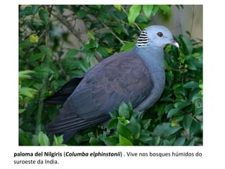 paloma del Nilgiris (Columba elphinstonii) . Vive nos bosques húmidos do
suroeste da India.
 