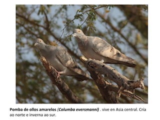 Pomba de ollos amarelos (Columba eversmanni) . vive en Asia central. Cría
ao norte e inverna ao sur.
 