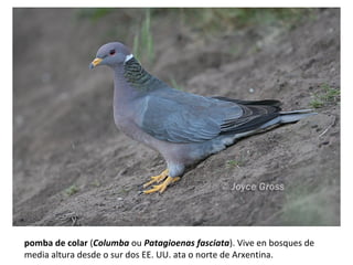pomba de colar (Columba ou Patagioenas fasciata). Vive en bosques de
media altura desde o sur dos EE. UU. ata o norte de Arxentina.
 