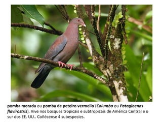 pomba morada ou pomba de peteiro vermello (Columba ou Patagioenas
flavirostris). Vive nos bosques tropicais e subtropicais de América Central e o
sur dos EE. UU.. Coñécense 4 subespecies.
 