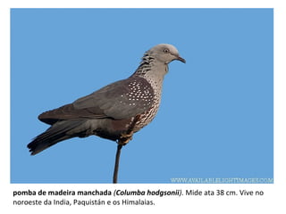 pomba de madeira manchada (Columba hodgsonii). Mide ata 38 cm. Vive no
noroeste da India, Paquistán e os Himalaias.
 