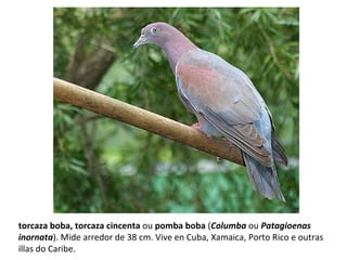 torcaza boba, torcaza cincenta ou pomba boba (Columba ou Patagioenas
inornata). Mide arredor de 38 cm. Vive en Cuba, Xamaica, Porto Rico e outras
illas do Caribe.
 