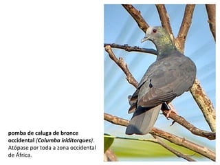 pomba de caluga de bronce
occidental (Columba iriditorques).
Atópase por toda a zona occidental
de África.
 
