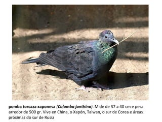 pomba torcaza xaponesa (Columba janthina). Mide de 37 a 40 cm e pesa
arredor de 500 gr. Vive en China, o Xapón, Taiwan, o sur de Corea e áreas
próximas do sur de Rusia
 