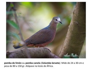 pomba de limón ou pomba canela (Columba larvata). Mide de 24 a 30 cm e
pesa de 80 a 150 gr. Atópase no leste de África.
 